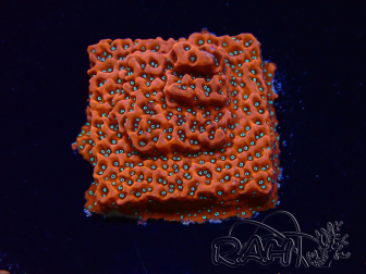 WYSIWYG WWC Montipora Dragon Fruit 11E7