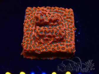WYSIWYG WWC Montipora Dragon Fruit 11E8