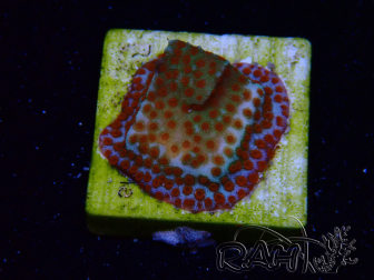 WYSIWYG RAH Montipora Reverse Sunset