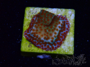WYSIWYG RAH Montipora Reverse Sunset 11F1