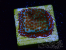 WYSIWYG RAH Montipora Reverse Sunset