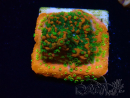WYSIWYG Montipora Sunset
