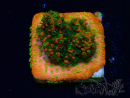 Montipora Sunset WYSIWYG