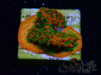 WYSIWYG Montipora Sunset 11F8