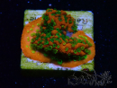 WYSIWYG Montipora Sunset 11F8