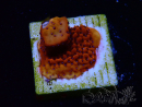 WYSIWYG RAH Montipora Mystic Sunset