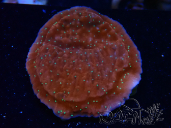 WYSIWYG SK Snow Montipora plato