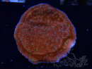WYSIWYG SK Snow Montipora plateau 11H3