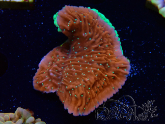 WYSIWYG SK Snow Montipora plate