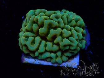 WYSIWYG JF Beach Bum Montipora