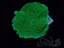 WYSIWYG Montipora Season Greetings 11J1