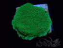 WYSIWYG Montipora Season Greetings 11J2