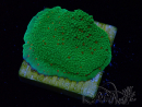 WYSIWYG Montipora Season Greetings