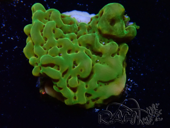 WYSIWYG RAH Montipora Orange Punch