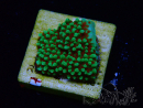 WYSIWYG Montipora Grinch