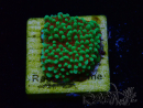 WYSIWYG Montipora Grinch 11L2