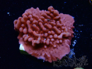 WYSIWYG JF Mean Streak Montipora 11L5