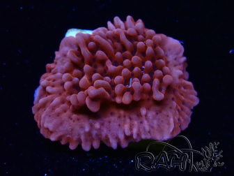 WYSIWYG JF Mean Streak Montipora