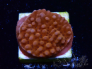 WYSIWYG RAH Montipora Princess Peach 11M3