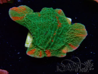 WYSIWYG Montipora-Platte GRAFTED ULTRA