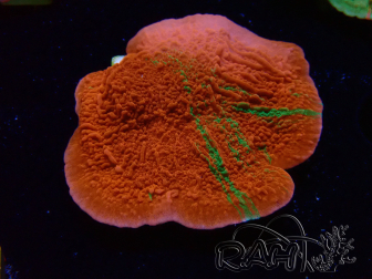 WYSIWYG Montipora Plateau GRAFTED ULTRA