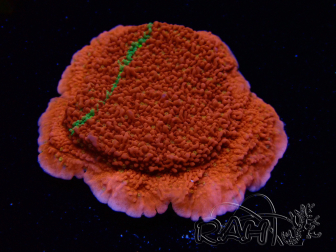 WYSIWYG Montipora plateau GRAFTED ULTRA 11O4