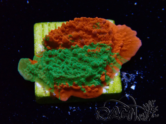 WYSIWYG Montipora plato INJERTADO ULTRA