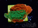 WYSIWYG Montipora plato INJERTADO ULTRA