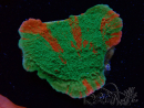 WYSIWYG Montipora plateau GRAFTED ULTRA 11O7