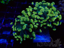 WYSIWYG Euphyllia paraancora (Maricoltura acclimatata sotto LED) 4A1