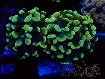 WYSIWYG Euphyllia paraancora (Maricultura aclimatada bajo LED) 4A3