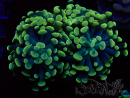 WYSIWYG Euphyllia paraancora (Mariculture acclimated under LED) 4A4