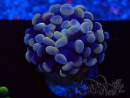 WYSIWYG Euphyllia paraancora (Mariculture acclimated under LED) 4A5