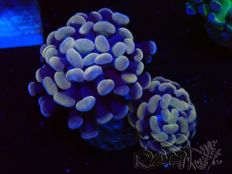 WYSIWYG Euphyllia paraancora (Mariculture acclimated under LED) 4A6