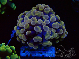WYSIWYG Euphyllia paraancora (Mariculture acclimaté sous LED) 4A5