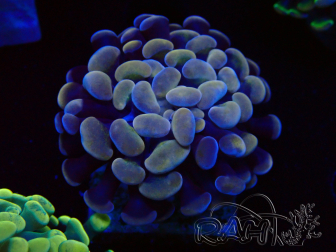 WYSIWYG Euphyllia paraancora (Mariculture acclimated under LED) 4A6