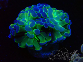 WYSIWYG Euphyllia paraancora (Mariculture acclimated under LED) 4A6