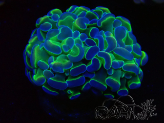 WYSIWYG Euphyllia paraancora (Maricultured acclimated under LED) 4B1