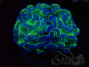 WYSIWYG Euphyllia paraancora (Maricultura aclimatada bajo LED) 4B1