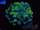 WYSIWYG Euphyllia paraancora (Mariculture acclimated under LED) 4B2