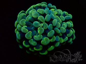 WYSIWYG Euphyllia paraancora (Maricultura aclimatada bajo LED) 4B4