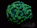 WYSIWYG Euphyllia paraancora (Maricultured acclimated under LED) 4B4