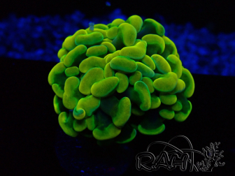 WYSIWYG Euphyllia paraancora (Mariculture acclimaté sous LED) 4B5
