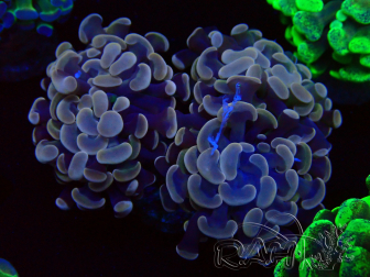 WYSIWYG Euphyllia paraancora (Maricultured acclimated under LED) 4B6
