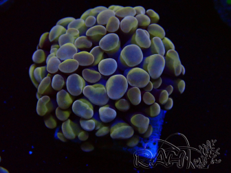 WYSIWYG Euphyllia paraancora (Mariculture acclimaté sous LED) 4B8
