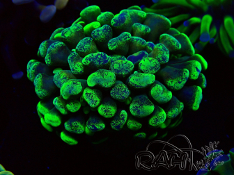 WYSIWYG Euphyllia paraancora (Mariculture acclimaté sous LED) 4B5
