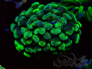 WYSIWYG Euphyllia paraancora (Maricoltura acclimatata sotto LED) 4B5
