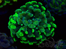 WYSIWYG Euphyllia paraancora (Maricultured acclimated under LED) 4B6