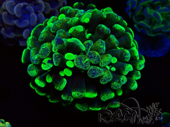 WYSIWYG Euphyllia paraancora (Mariculture acclimated under LED) 4C1