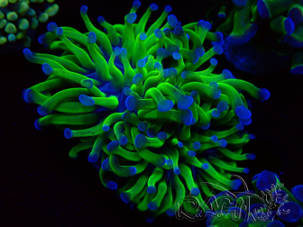 WYSIWYG Euphyllia paraancora (Mariculture acclimated under LED) 4C2